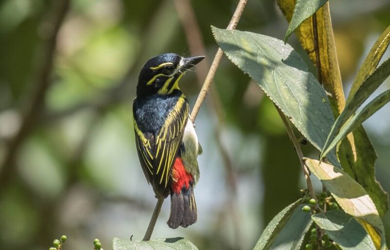 Red-rumped Tinkerbird
