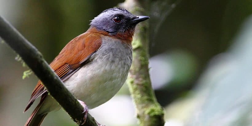 Red-throated Alethe Uganda