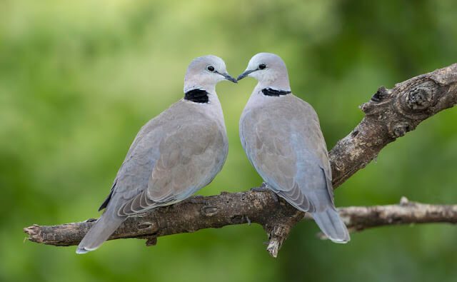 Ring-Necked Doves