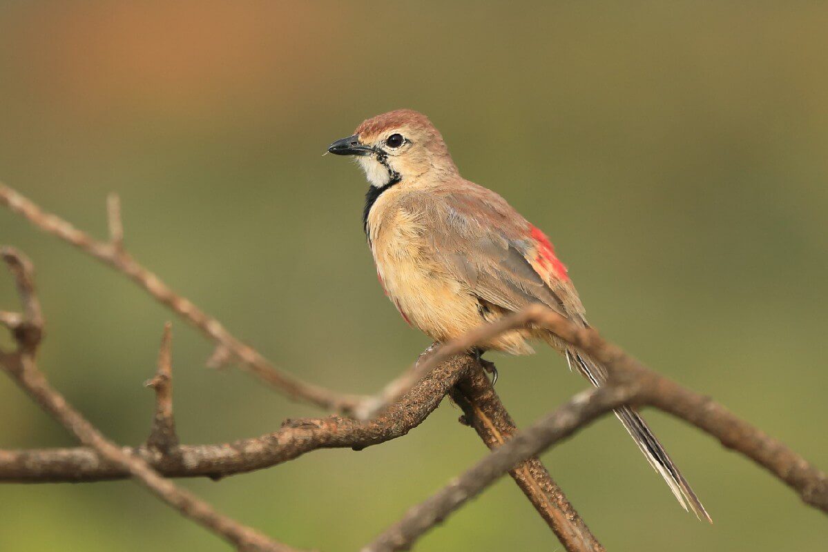 Rosy-patched Bushshrike Tanzania