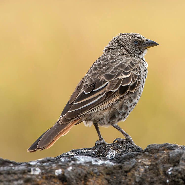Rufous-tailed Weaver