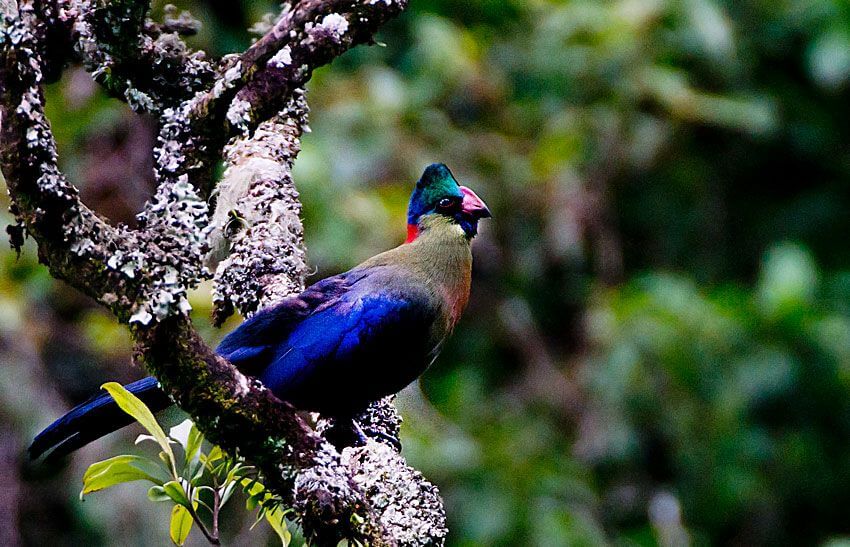 Rwenzori Turaco