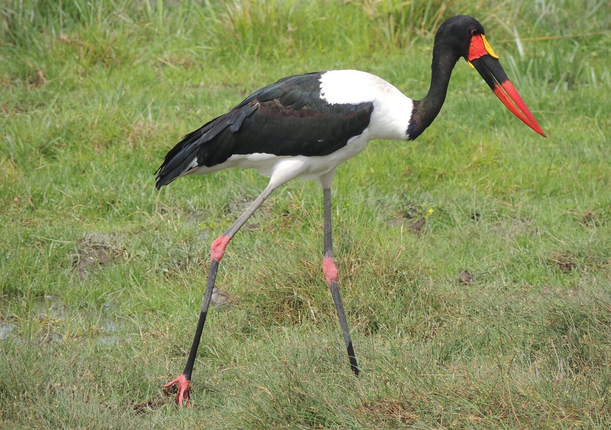 Saddle-Billed Storks