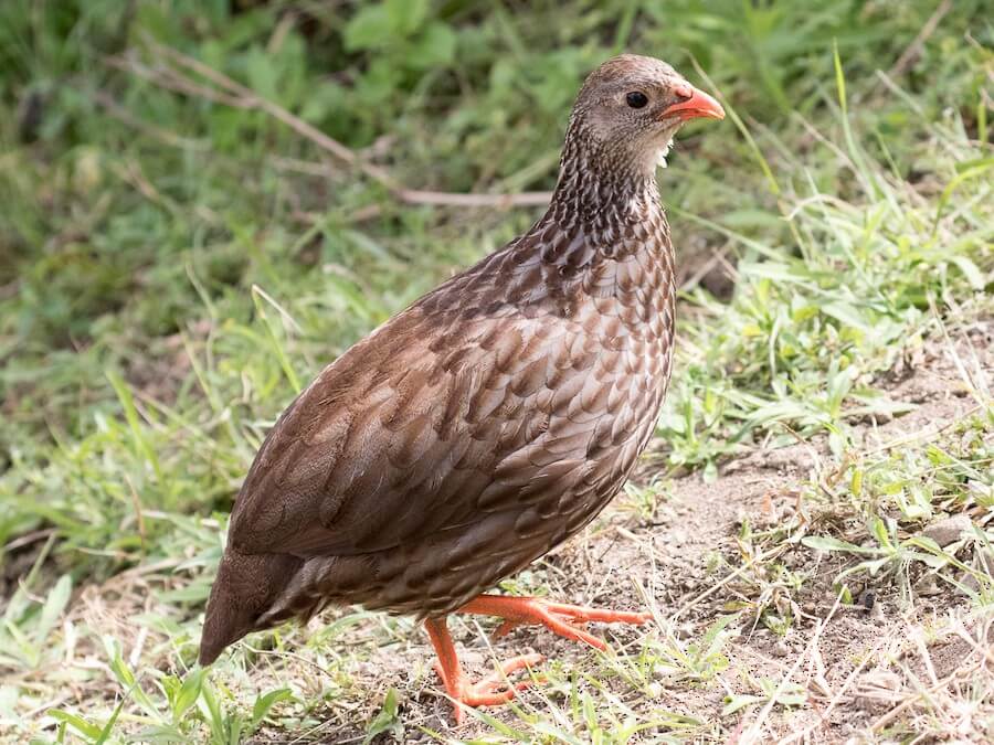 Scaly Francolin, Kenya