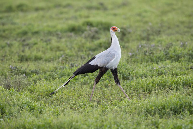 Secretary Bird