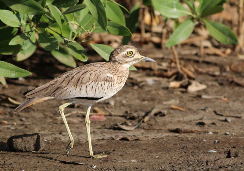 Senegal Thick-knee Kenya