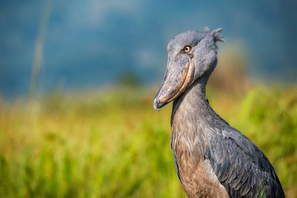 Shoebill stork