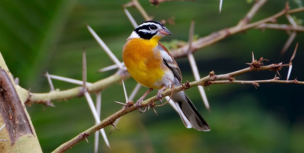 Somali Golden-breasted Bunting