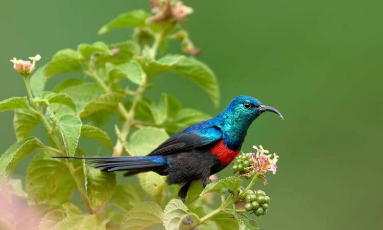 Sunbird