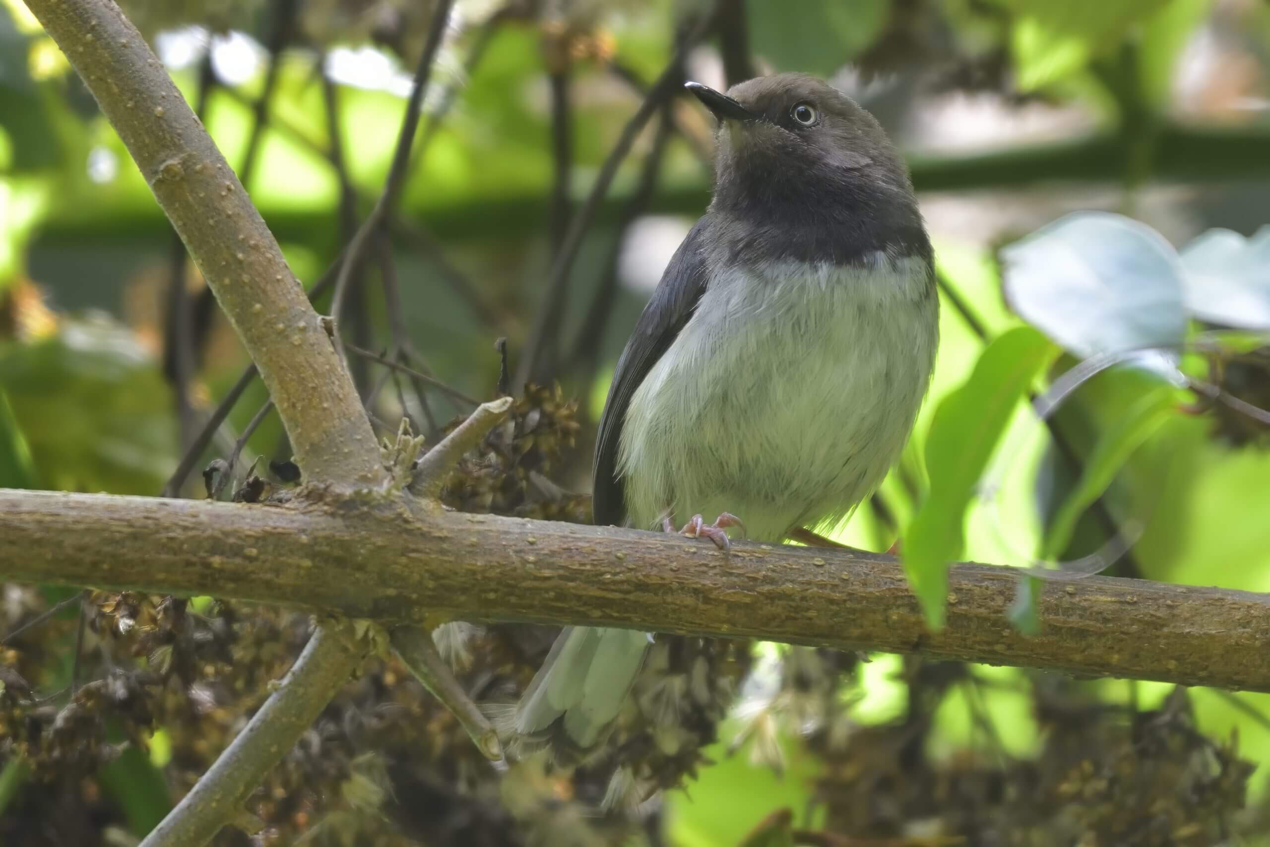 Taita Apalis, Kenya