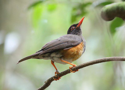Taita Thrush