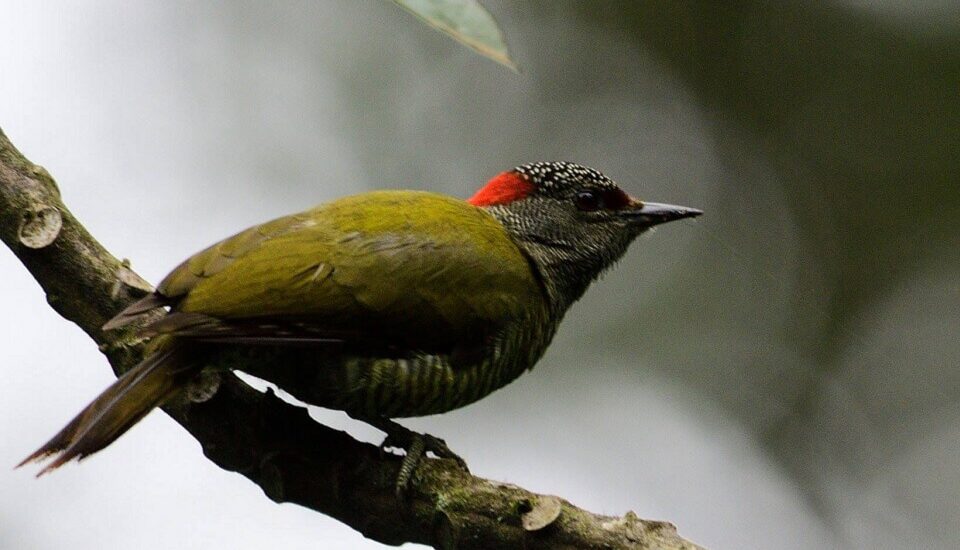 Tullberg's Woodpecker Tanzania