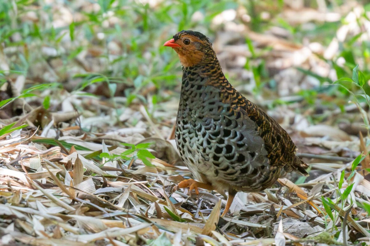 Udzungwa Forest Partridge, Tanzania
