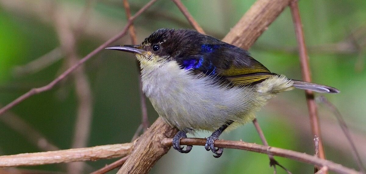 Uluguru Violet-backed Sunbird
