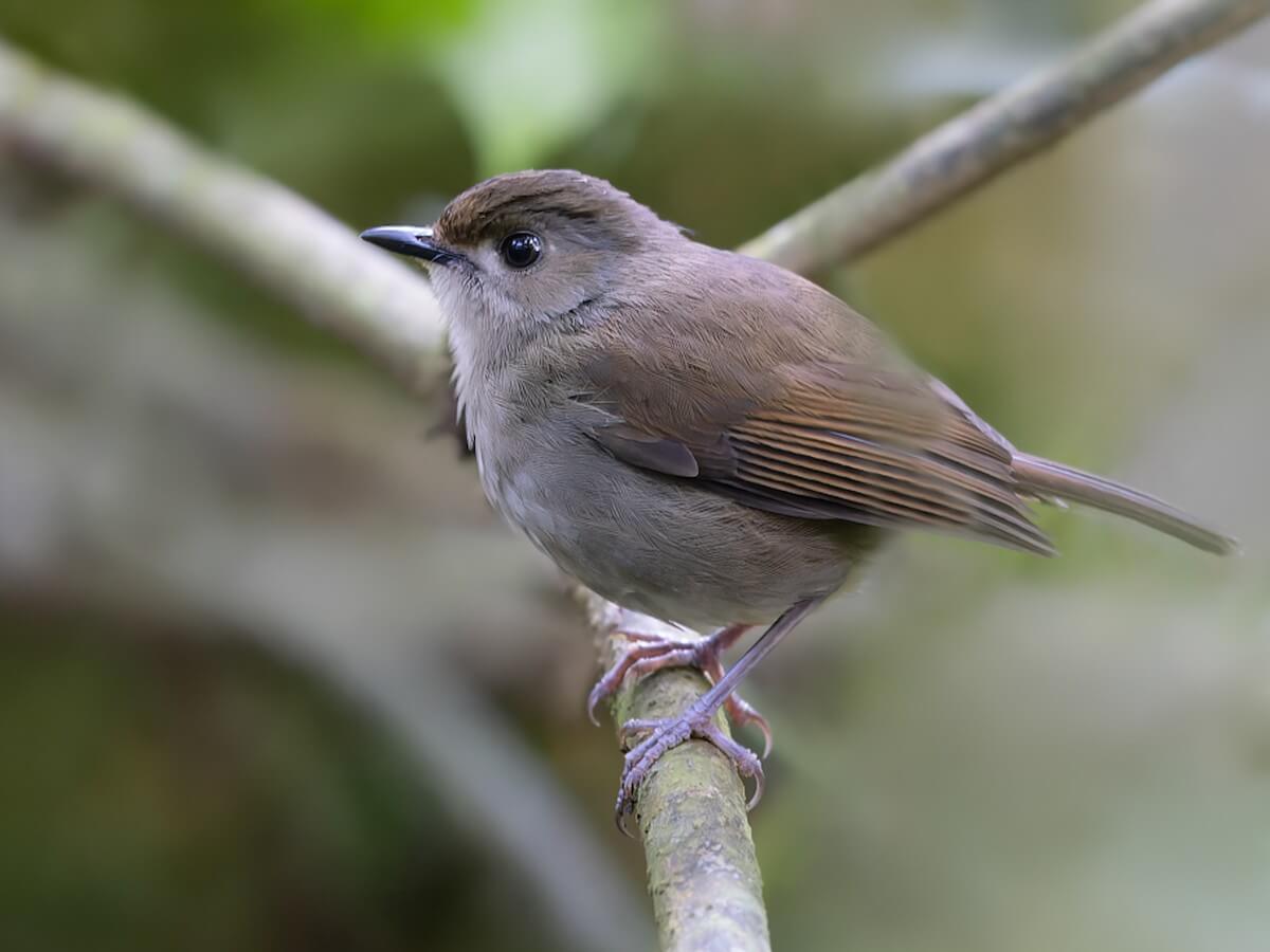 Usambara Akalat, Tanzania