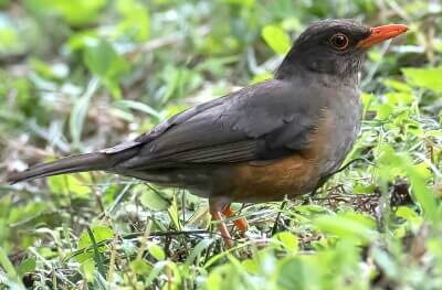 Usambara Thrush