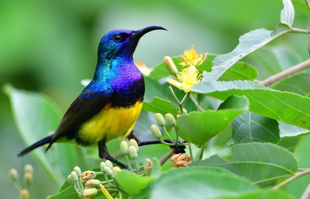 Variable Sunbird Tanzania