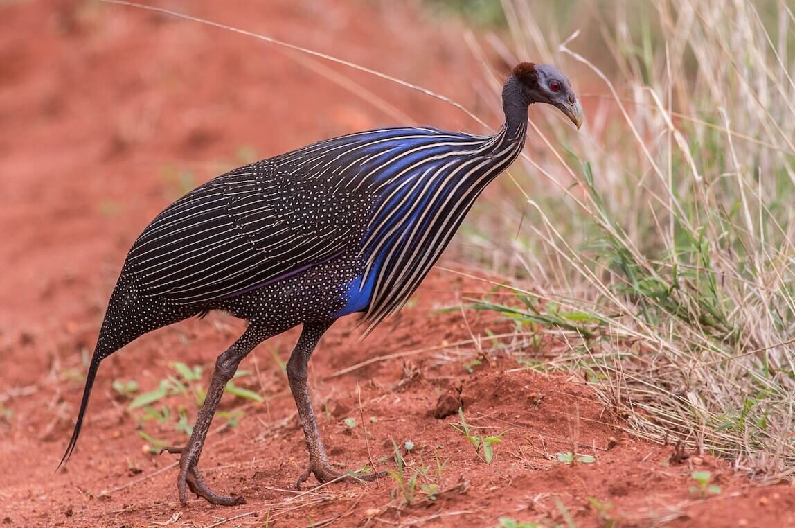 Vulturine Guineafowl