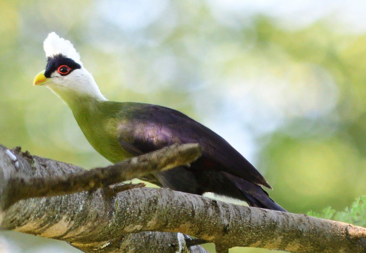 White-crested Turaco, Kenya