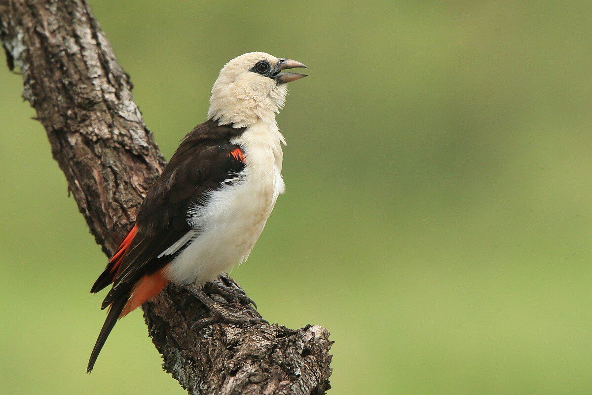 White-headed buffalo weaver