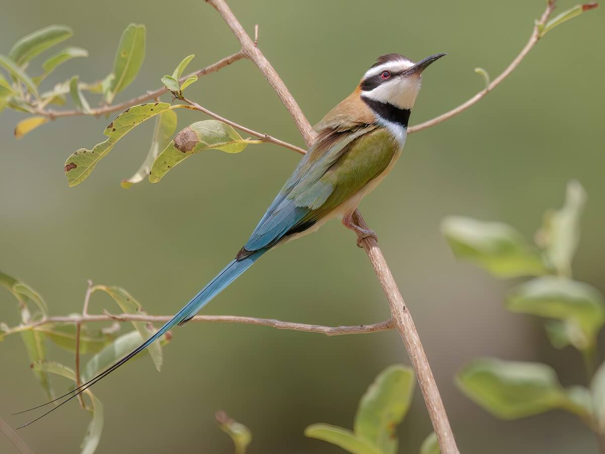White-throated Bee-eater, Kenya