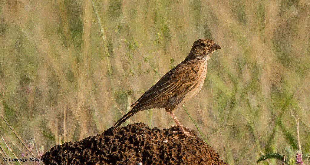 Williams's Lark, Kenya