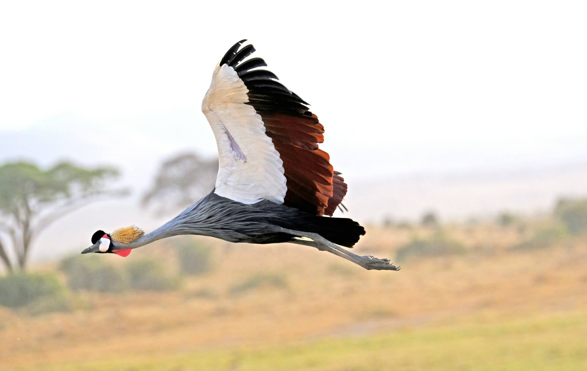 MARSPEC Birding safaris
