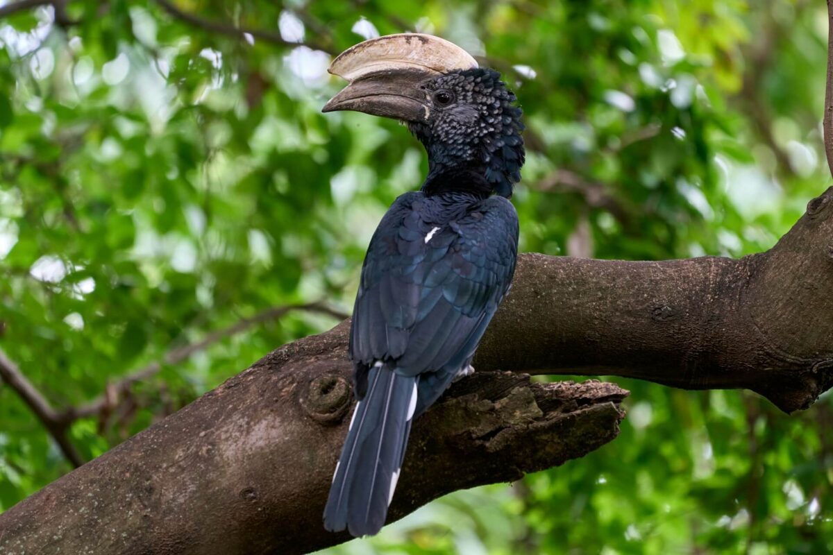 Forest birds