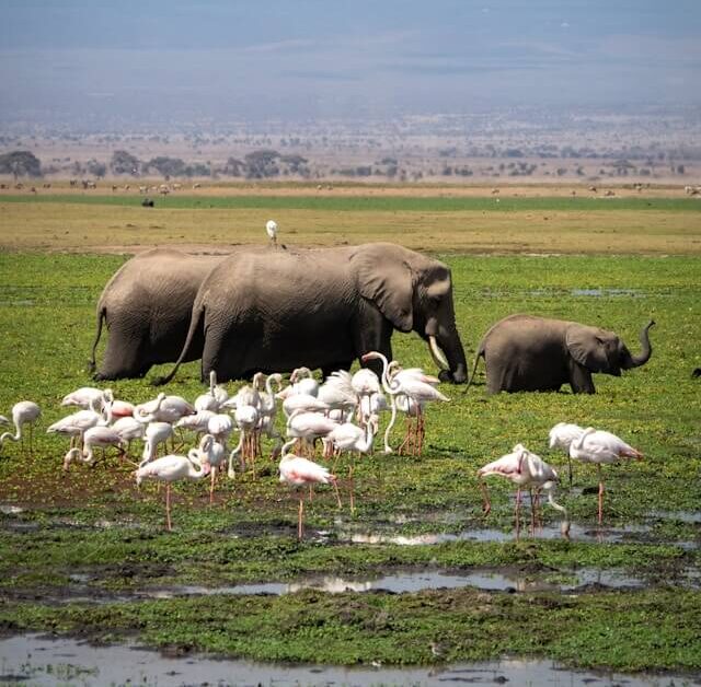 Elephants and birds