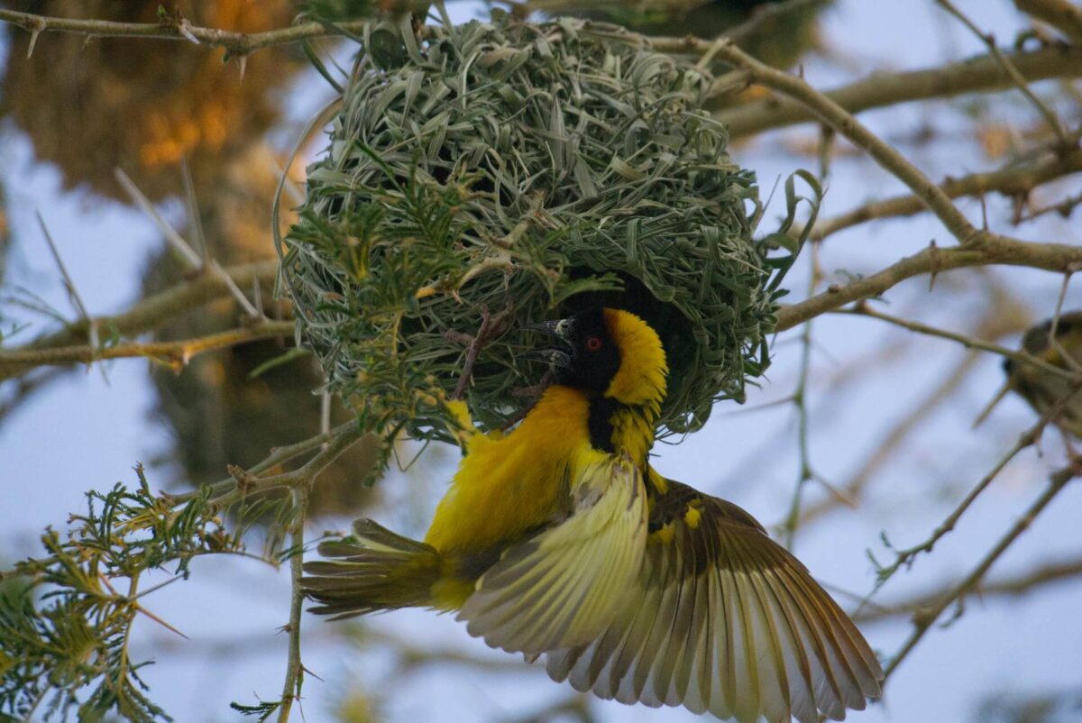 Endemic birds