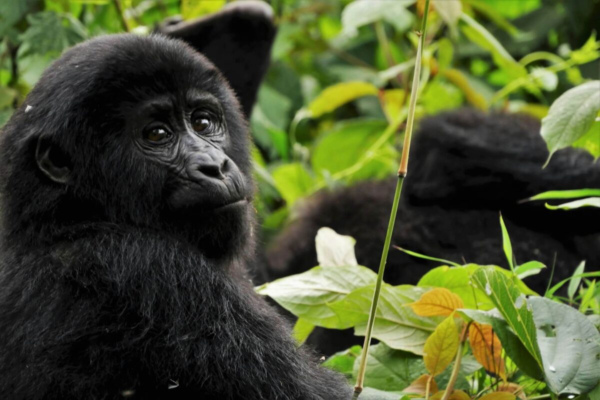 Gorilla in Uganda
