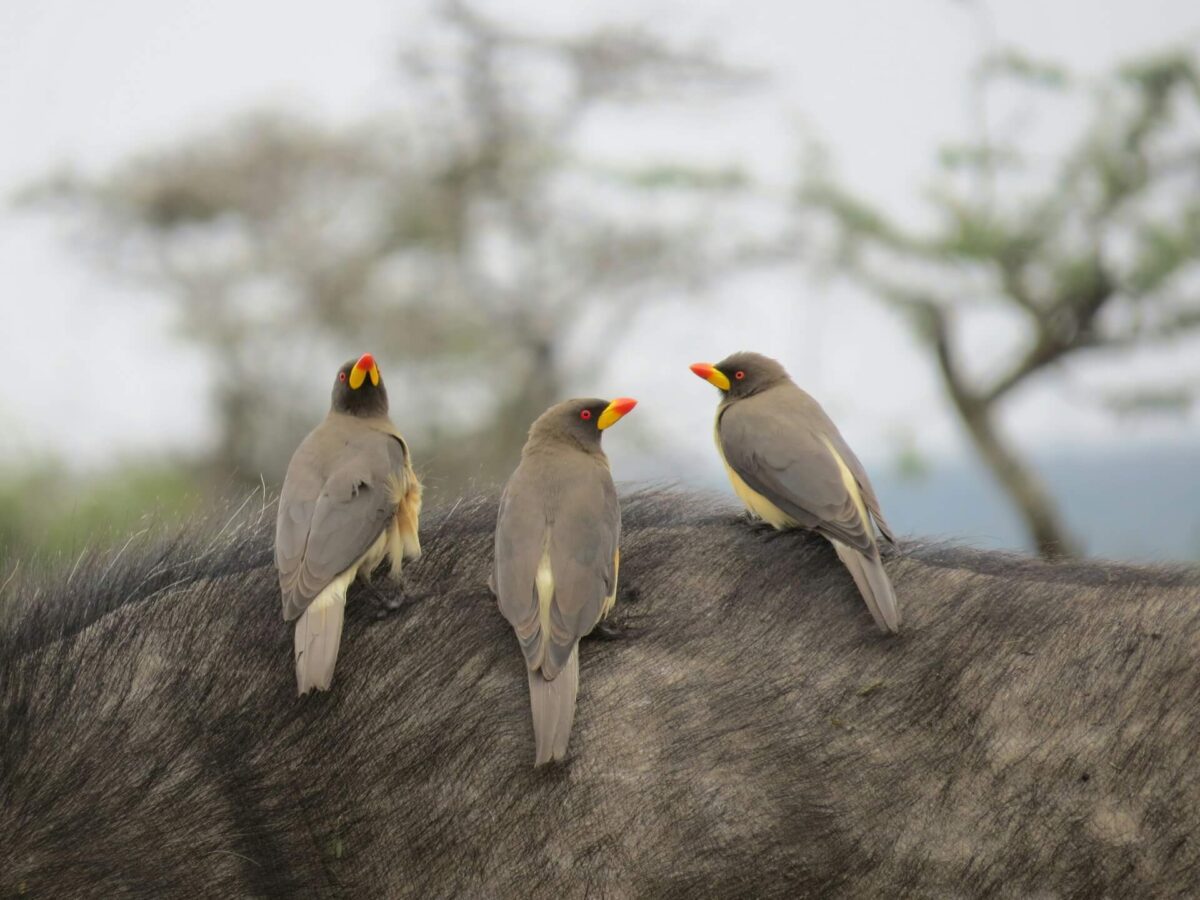 Grassland birds