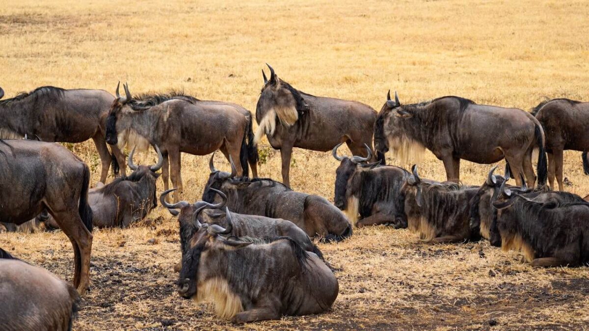 Wildebeests