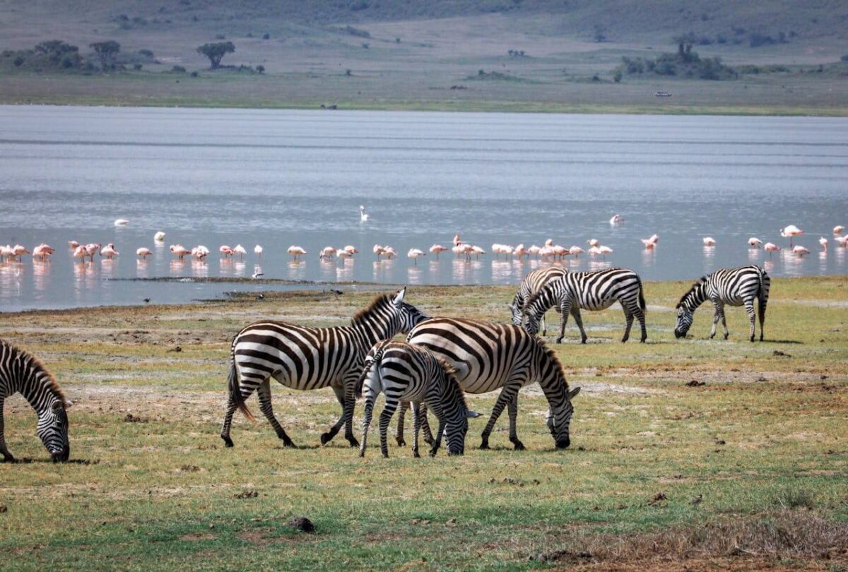 Zebras at Lake Manyara