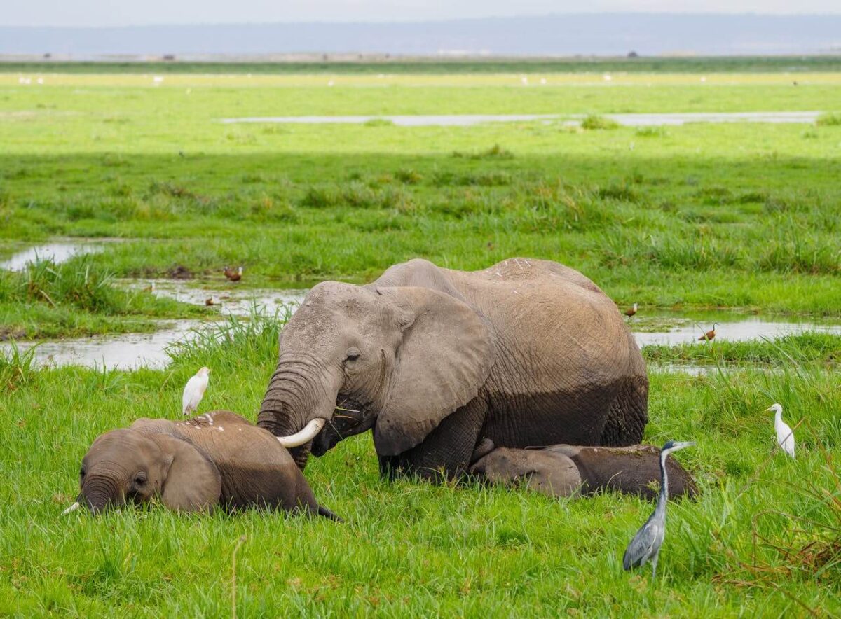 Elephants spotted on Wildlife Tours