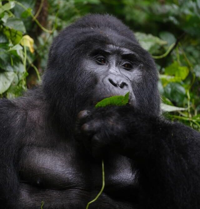 Gorilla in Uganda