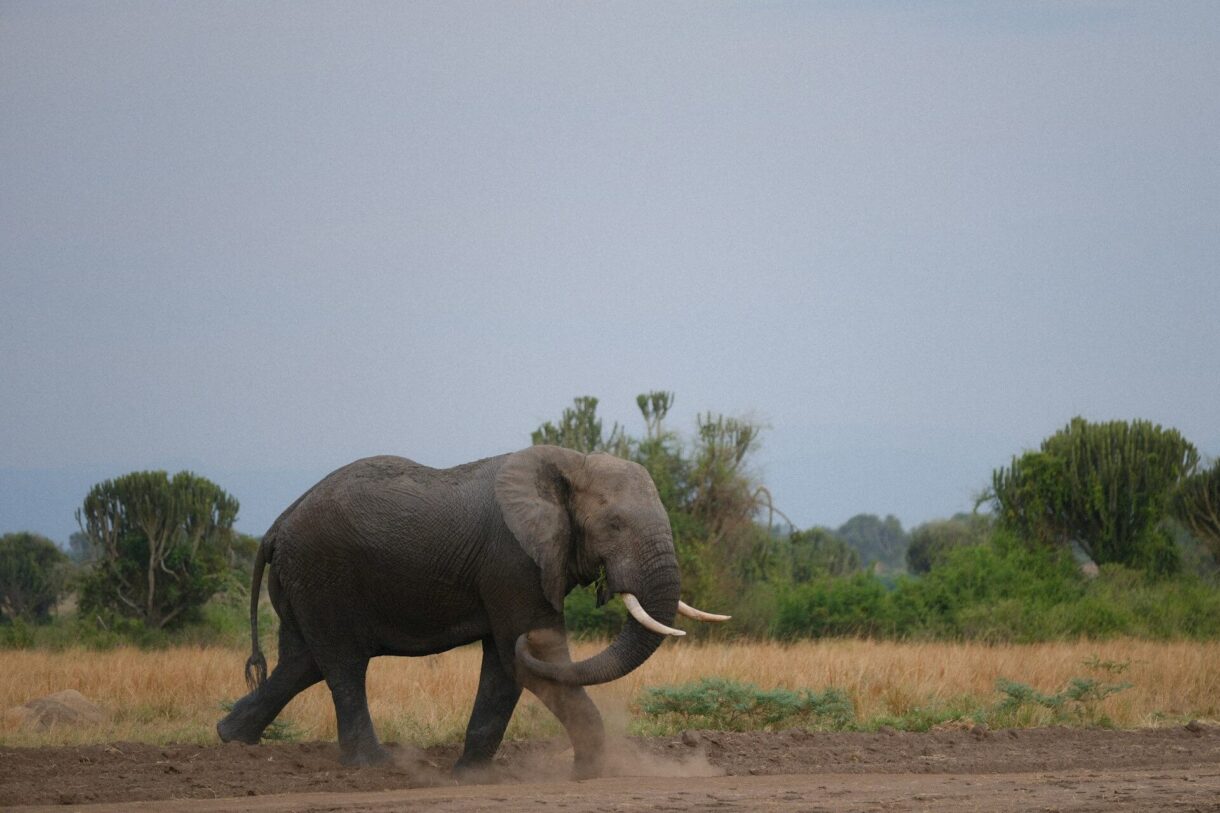 Elephant