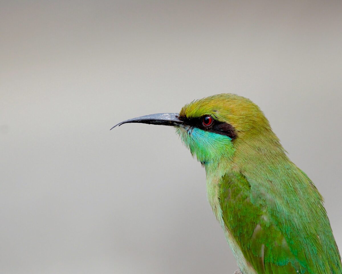 Bee eater