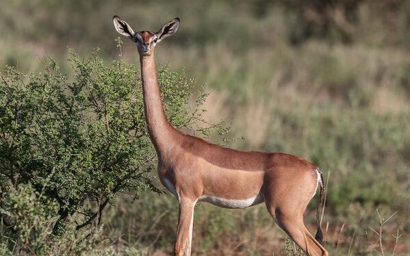Gerenuk Samburu National Reserve