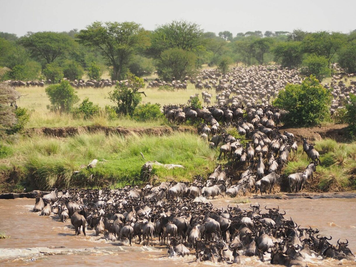 Wildebeests