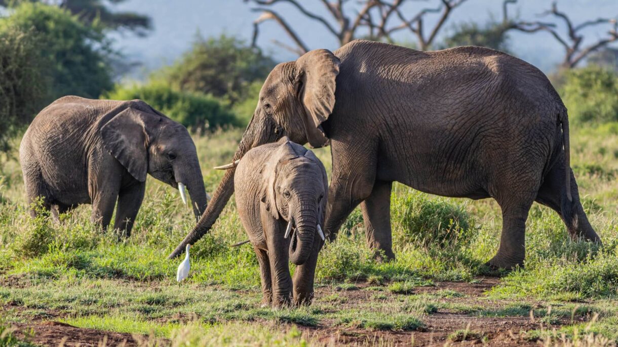 Elephants