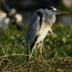 Best Birdwatching Gear for Your Next Birding Trip