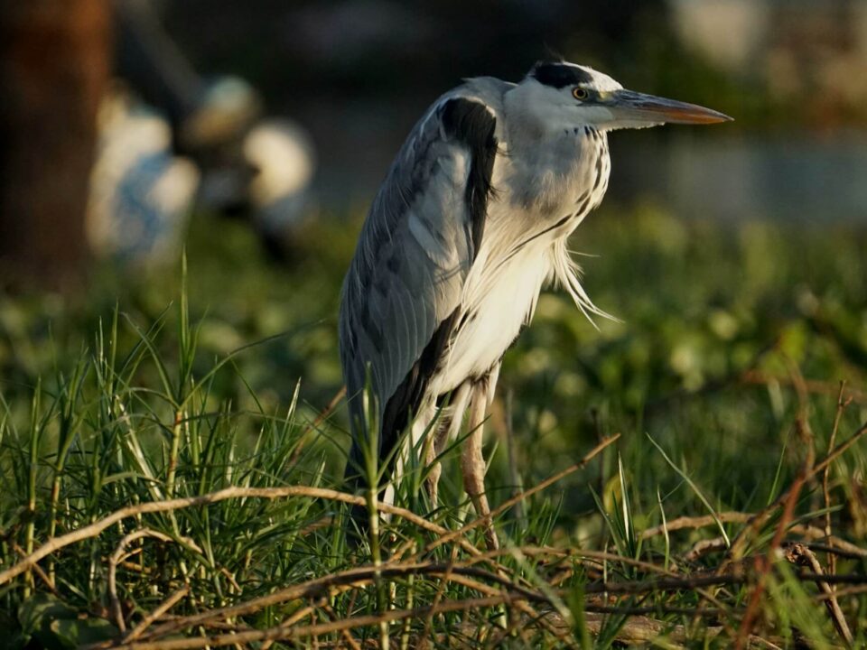 Best Birdwatching Gear for Your Next Birding Trip